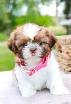 Shih-Tzu: Filhote Macho Chocolate, Aquele Carinho