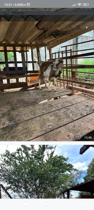 Cabras para venda - Foto 4
