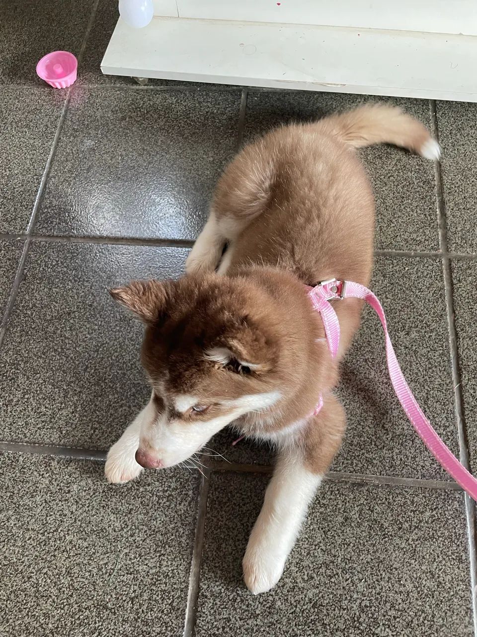 Husky siberiano  - Foto 3