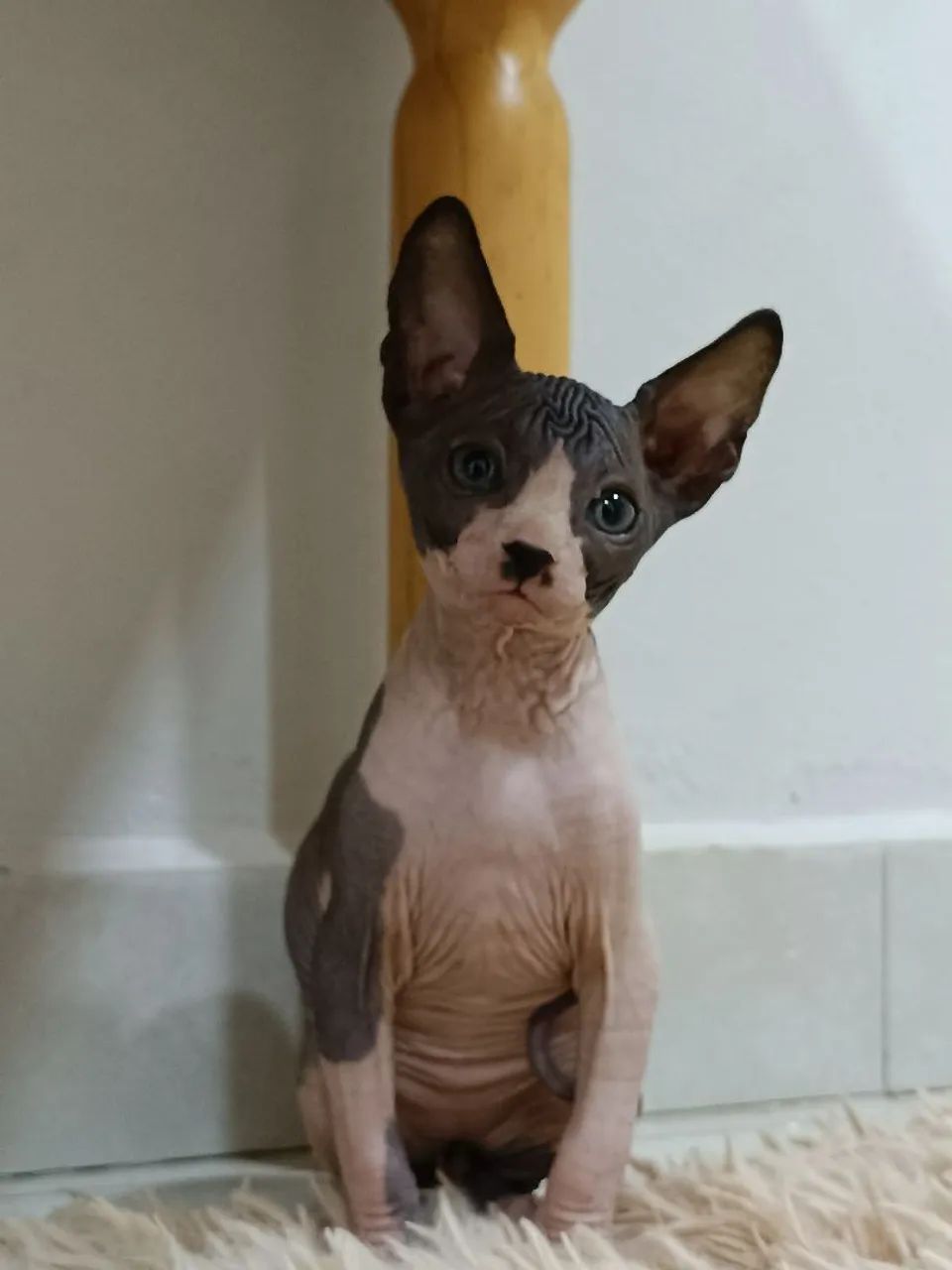 Gato pelado Sphynx linhagem Russa 