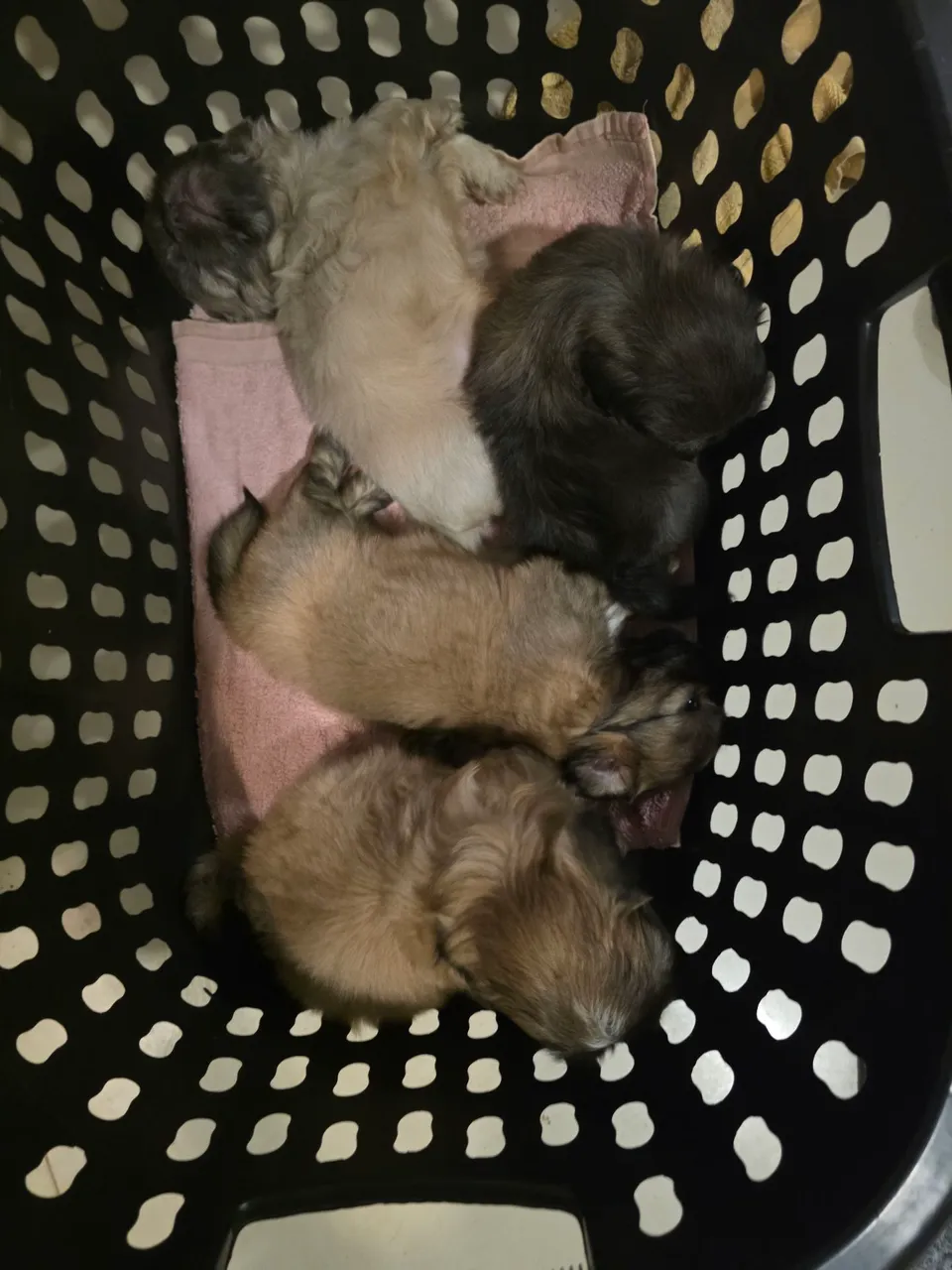 Filhotes de Shih Tzu fofinhos para venda
