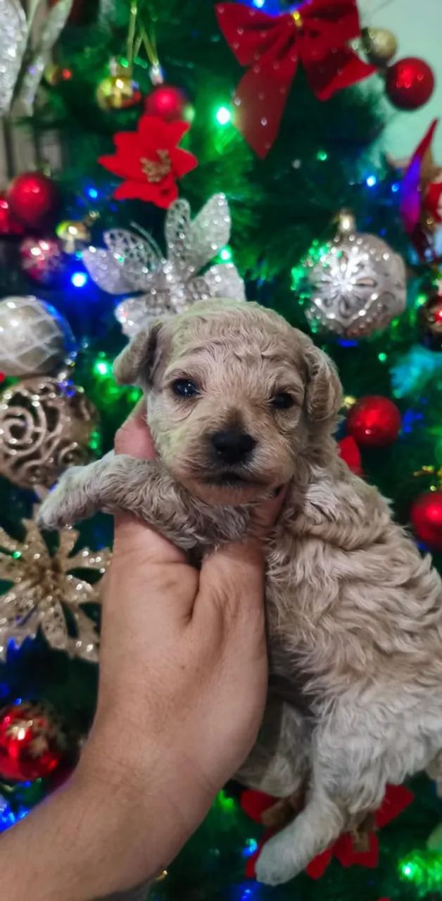 Filhote de poodle disponível fêmea e macho - Foto 3