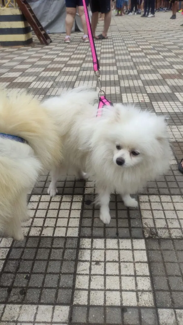 Lulu da Pomerania - Macho e Fêmea recém nascidos