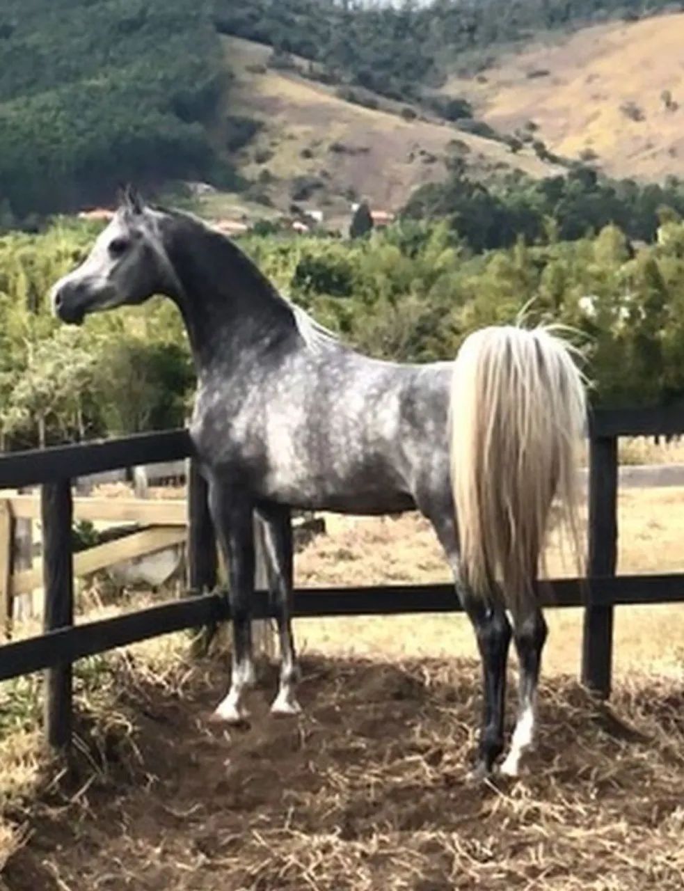 Inseminação Artificial Cavalo Árabe PURO SANGUE  - Foto 3