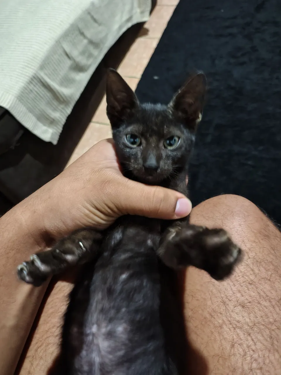 Gato macho 3 meses