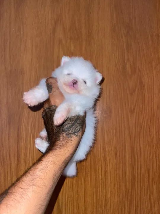 Spitz alemão anão  - Foto 3