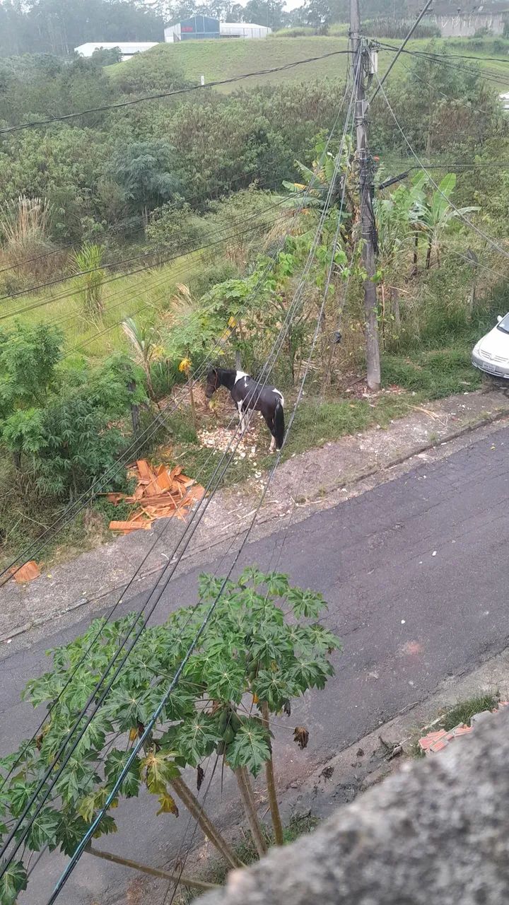 Cavalo lindo para venda