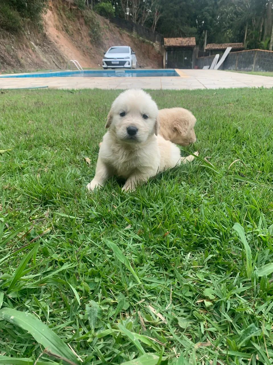 Golden filhote 