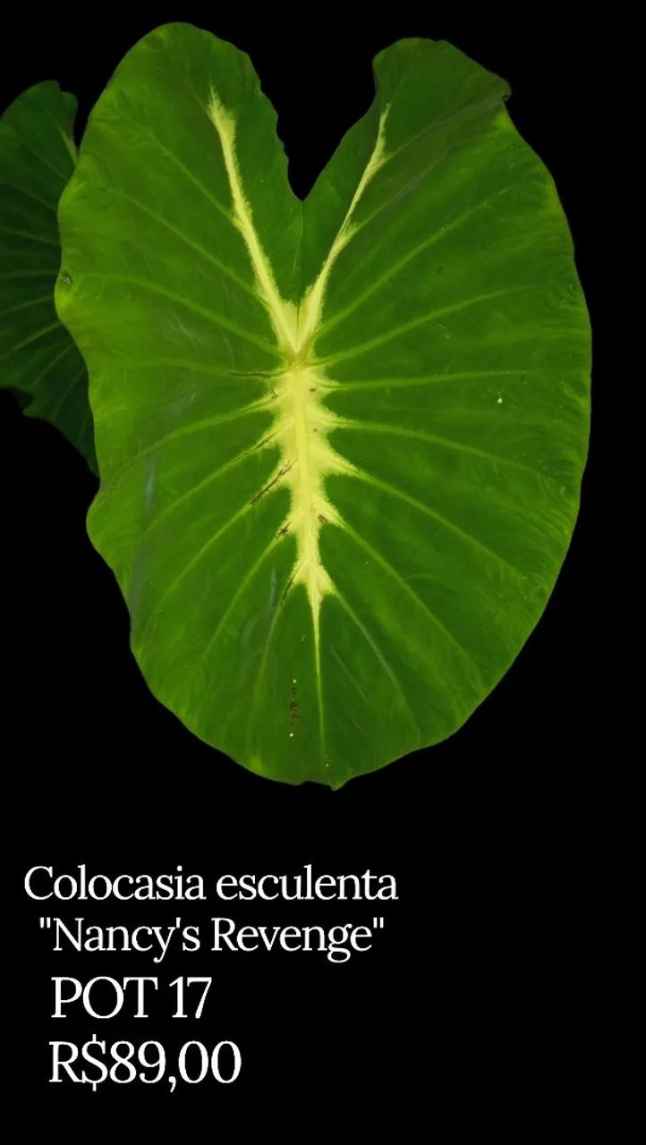 Colocasia Nancy's revenger  - Foto 4