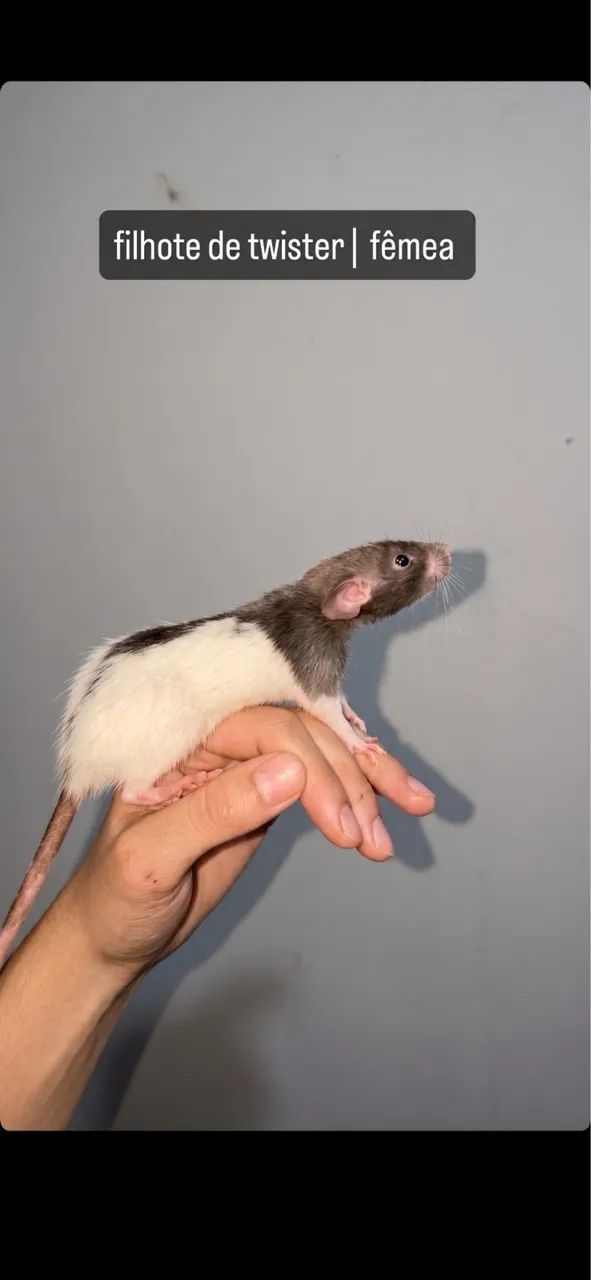 Rato twister | @tocadosfavoritos - Foto 6