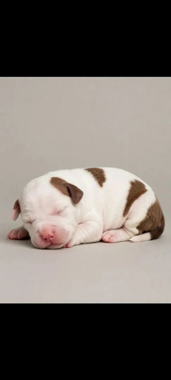 Pitbul 