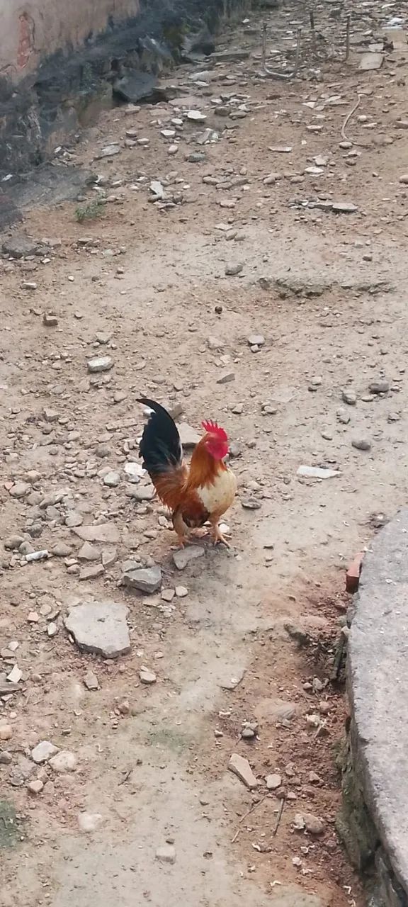 Galo  - Foto 3