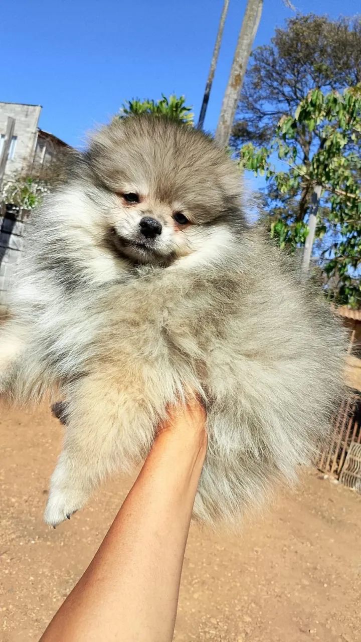 Cachorro Spitz alemão - Foto 4