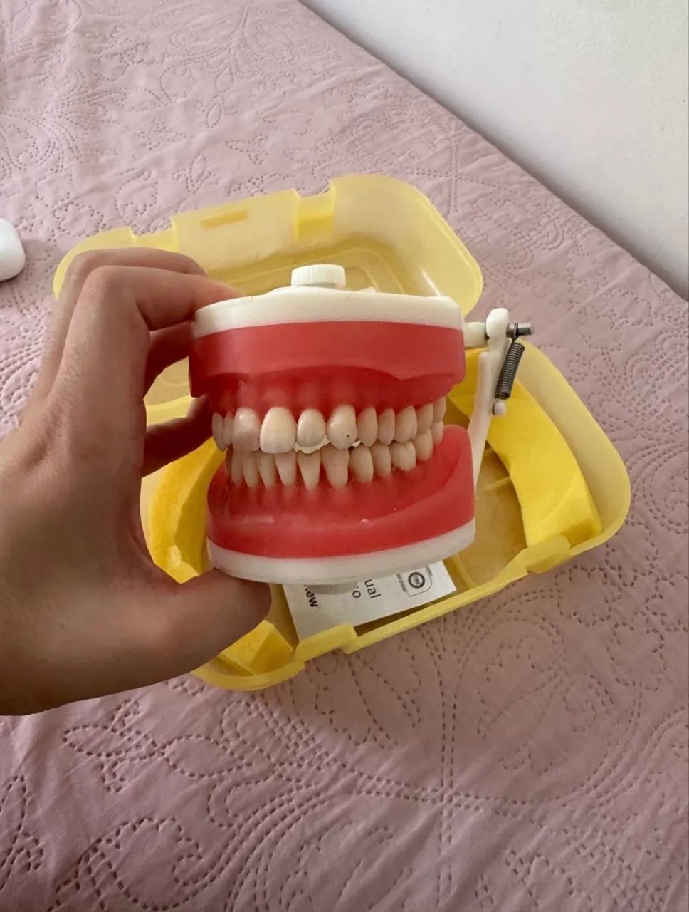 Manequim Pronew Dentistíca 