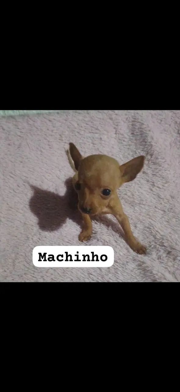 Vende lindos filhotes de pinscher  - Foto 3