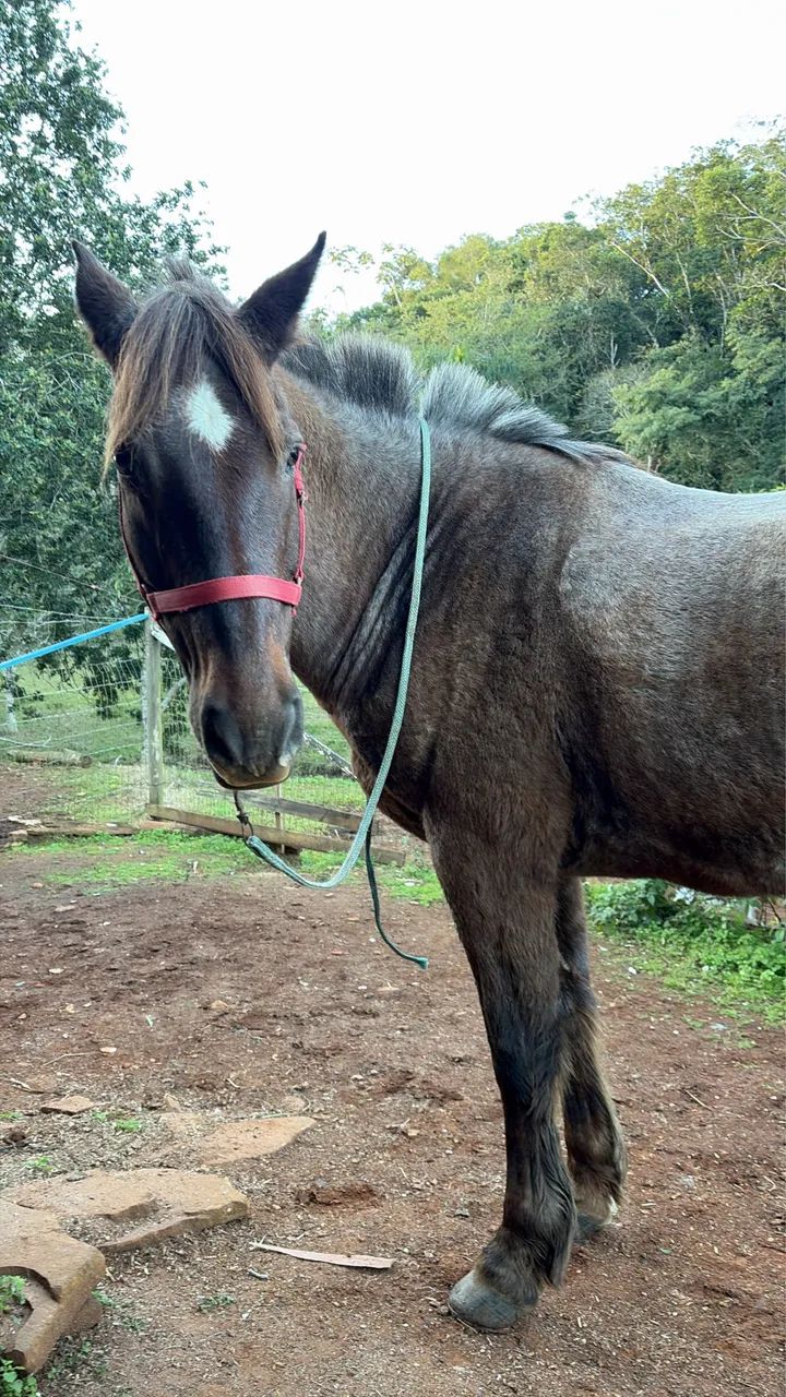 Cavalo criolo  - Foto 3