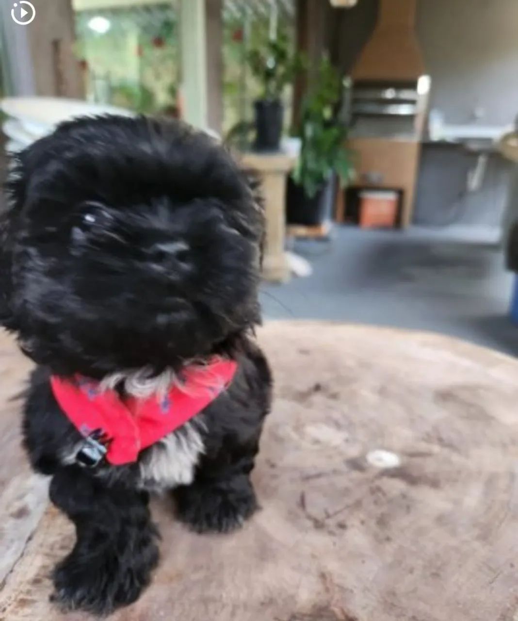 Shih Tzu  - Foto 2