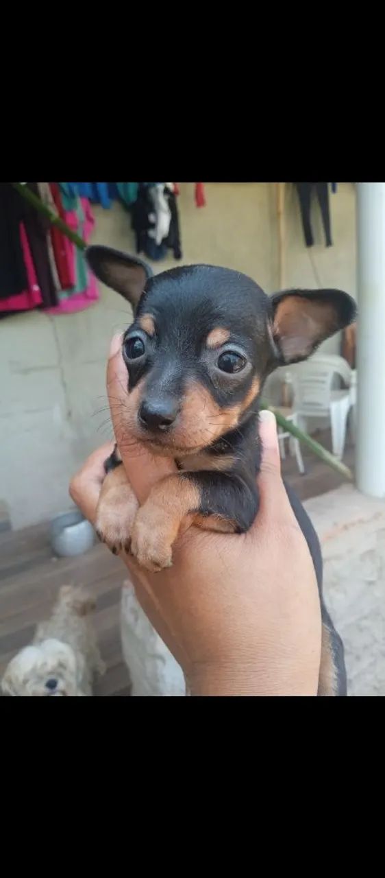 Pinscher macho 