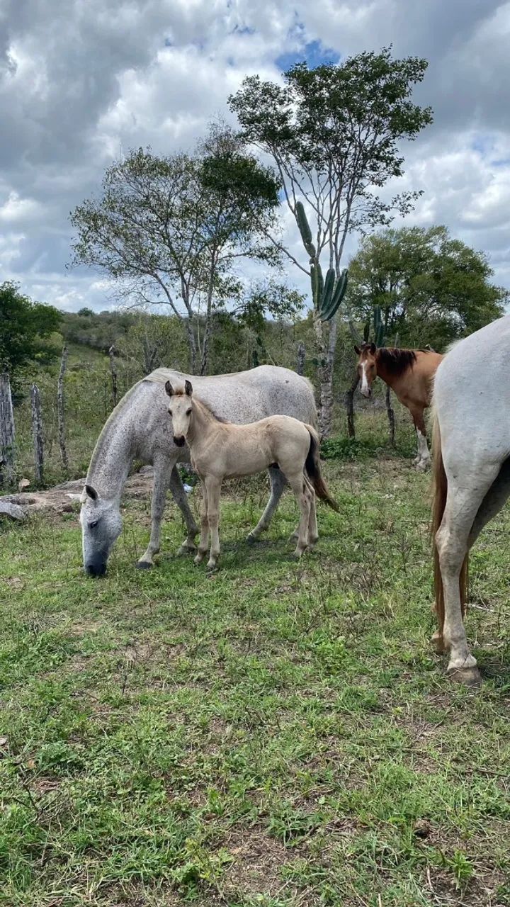 Potro Registrado Baio Neto do Haity