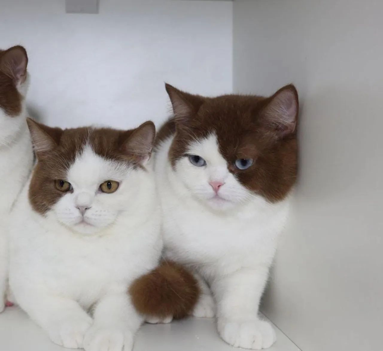 Gato British Shorthair Raro  - Foto 2