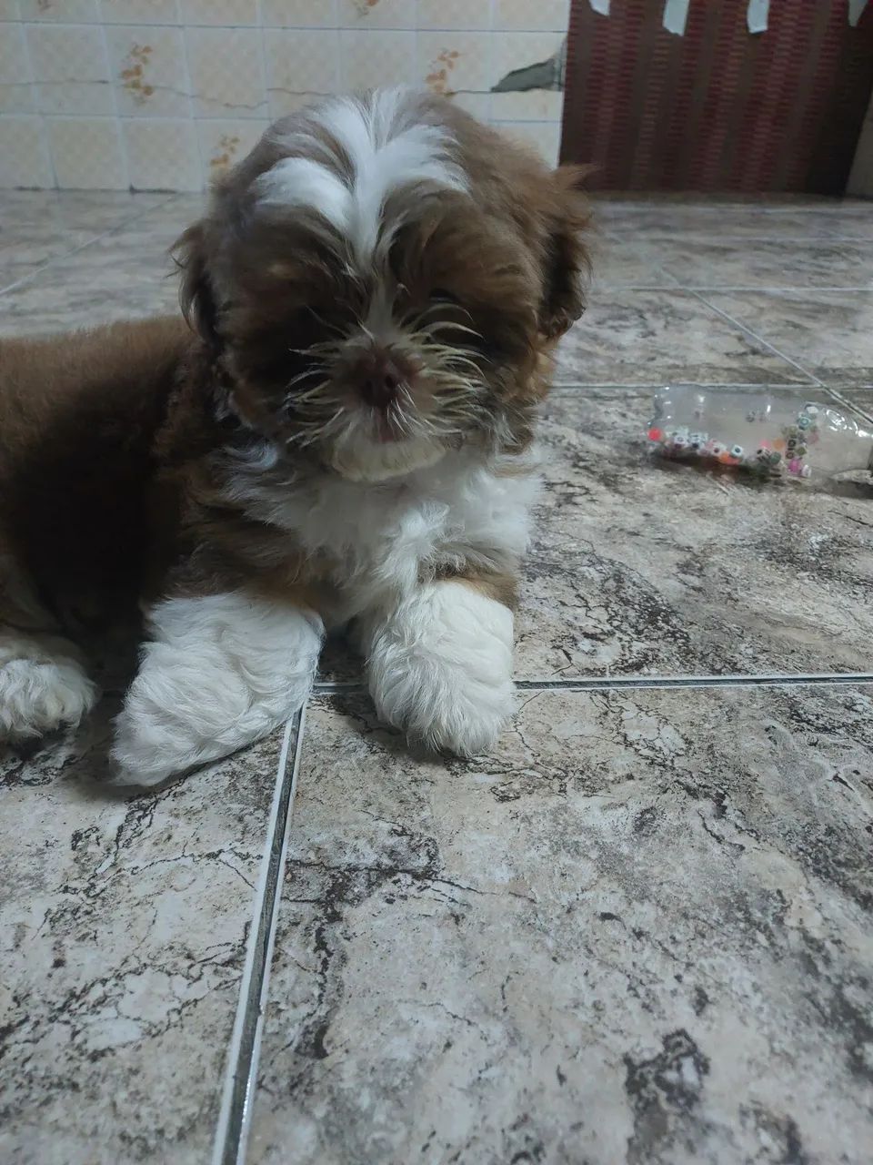 Vendo filhote