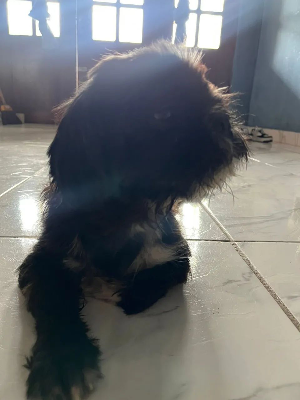 Shih tzu 