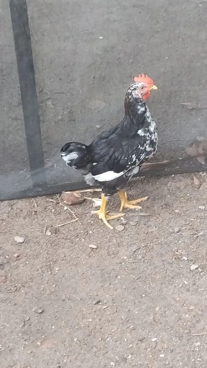 Vende-se pintinho gsb - Foto 3