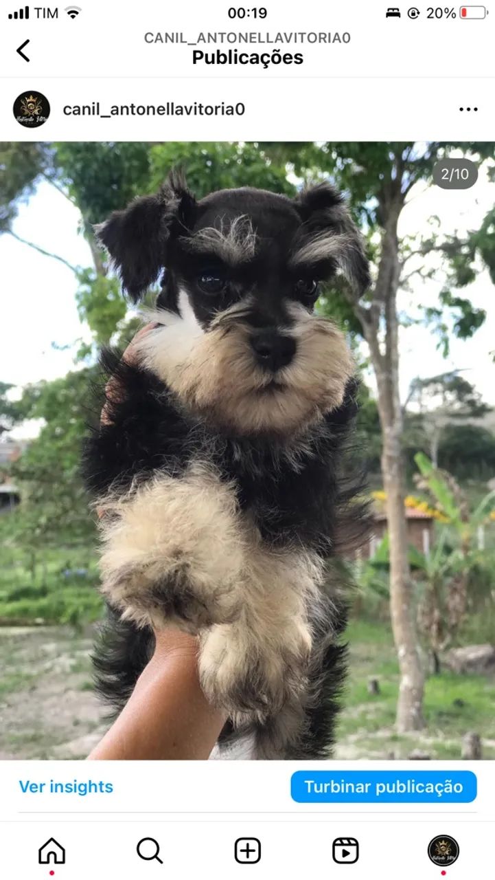 Schnauzer  - Foto 2