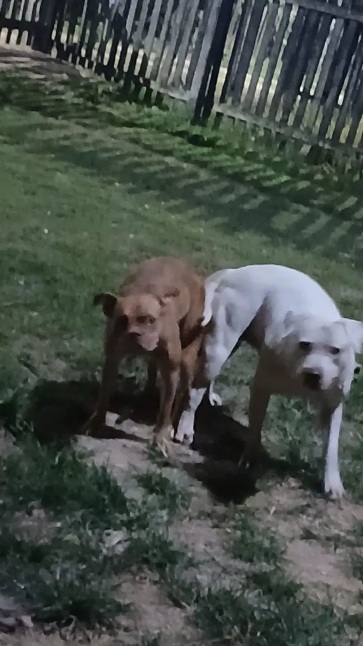 Vendo pit bull  - Foto 4