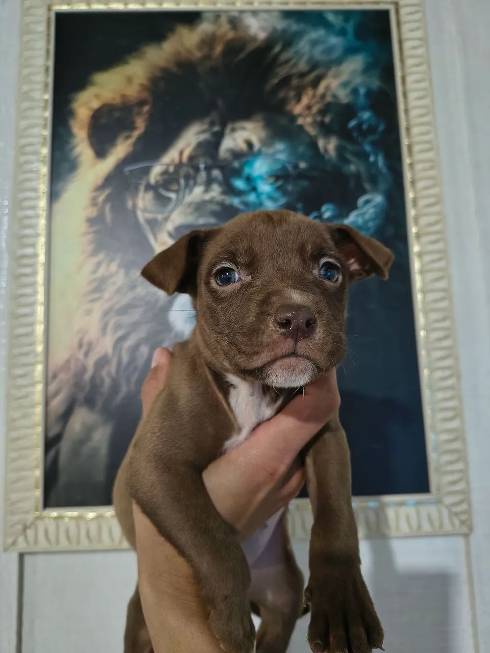 Pitbull x American Bully  - Foto 5