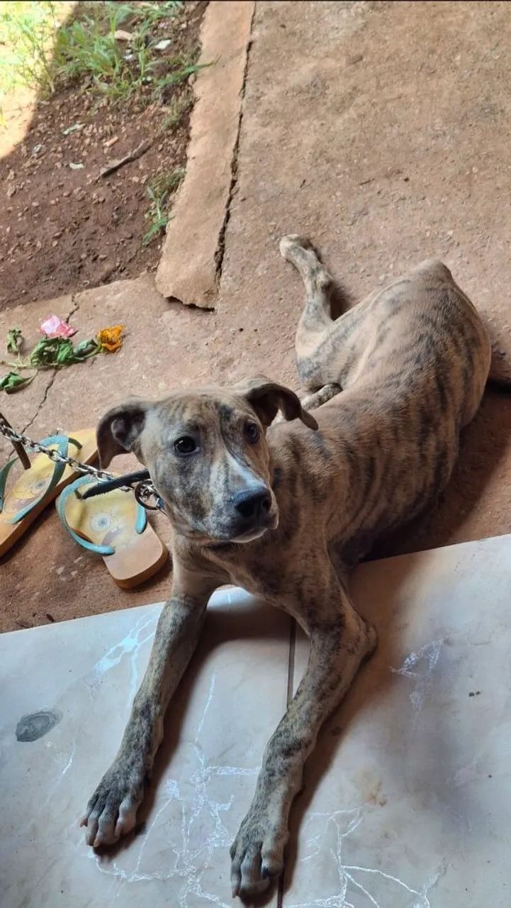 Cachorro  - Foto 3