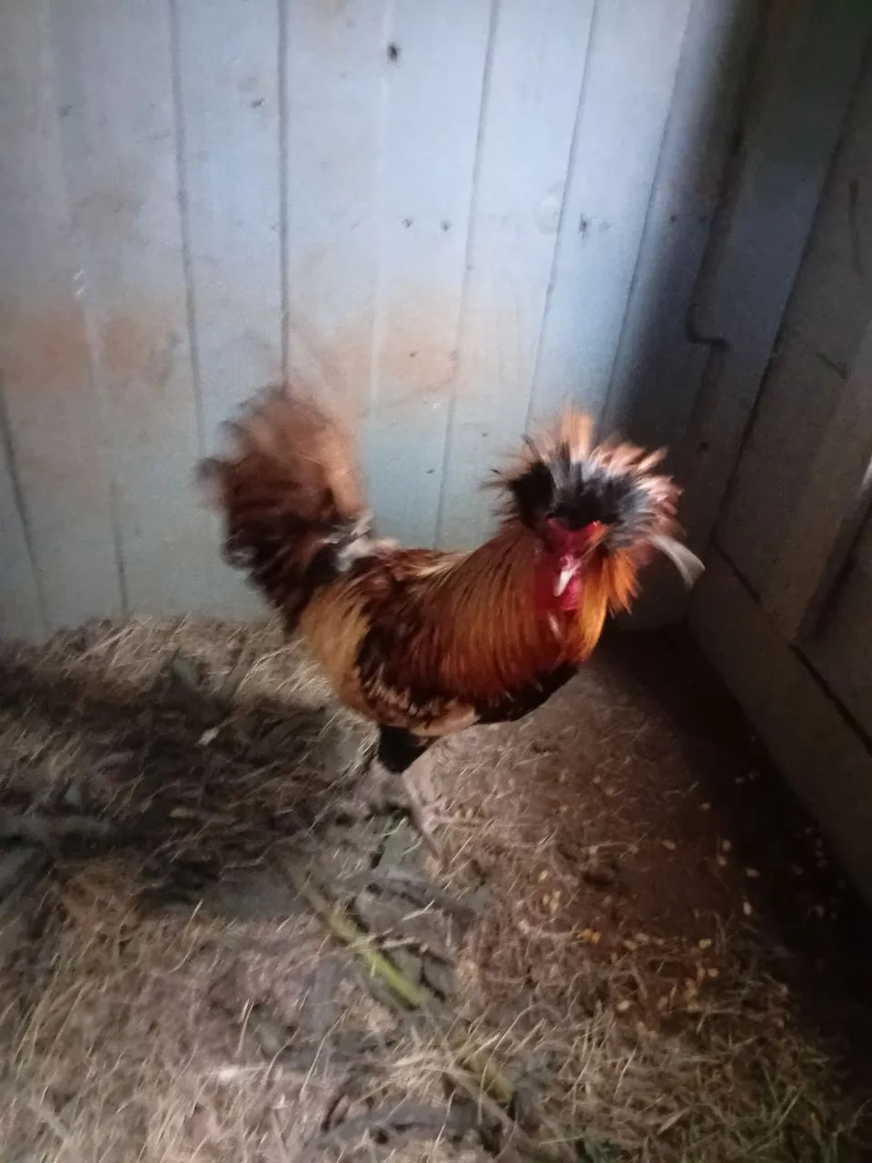 Outros animais  - Foto 4