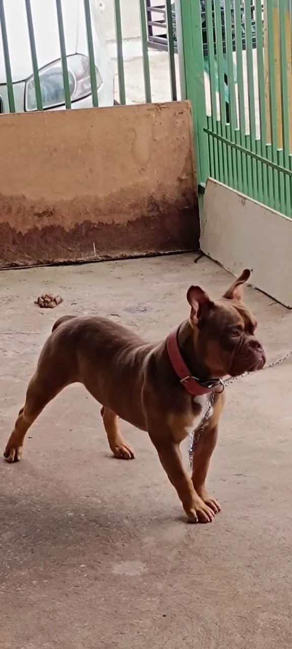 American bully macho pra cruza  - Foto 3