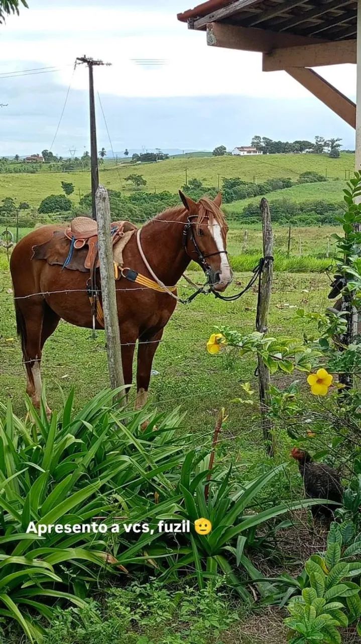 Cavalo de carroça e sela  - Foto 4