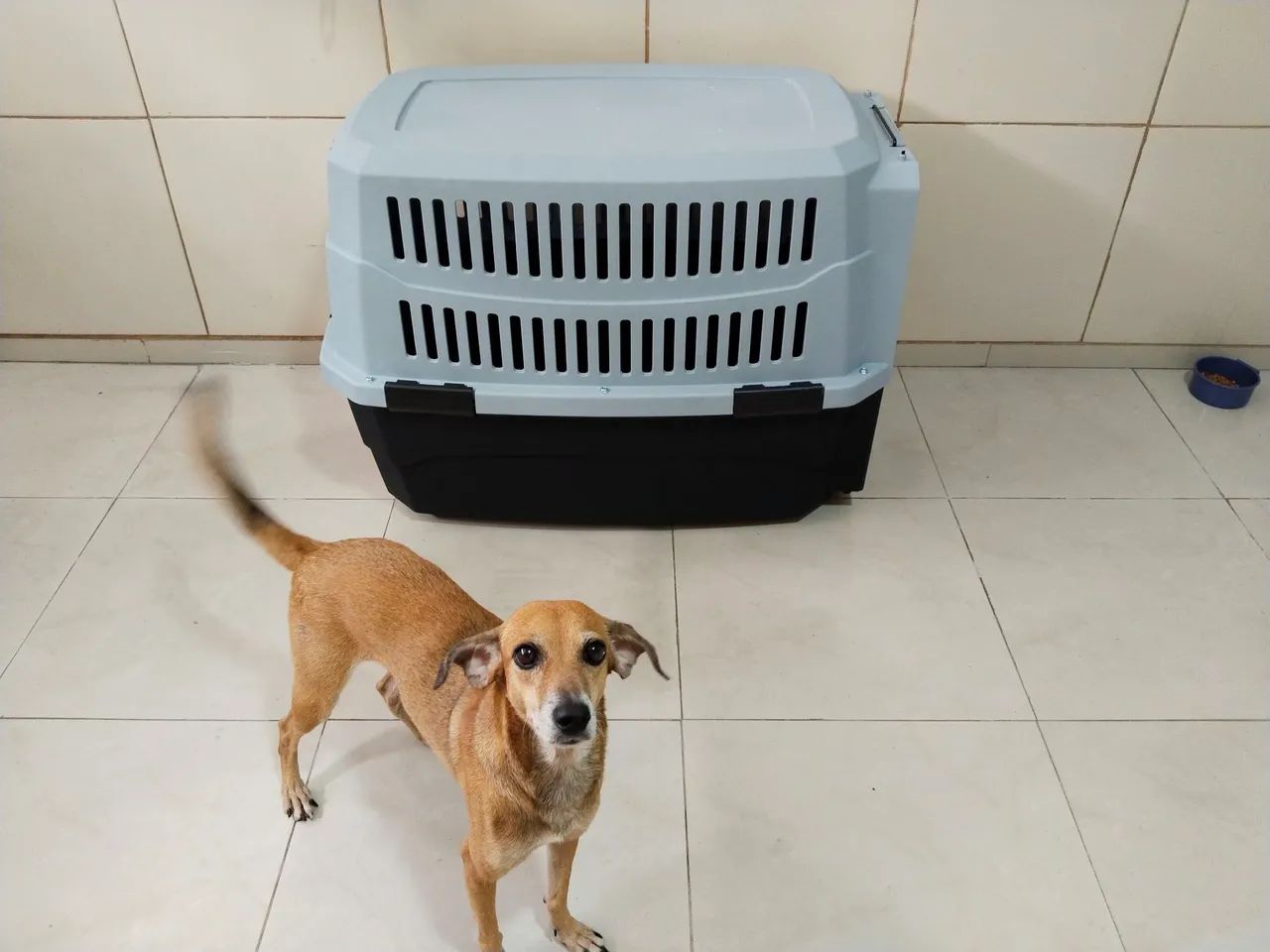 Caixa de Transporte PET XXG