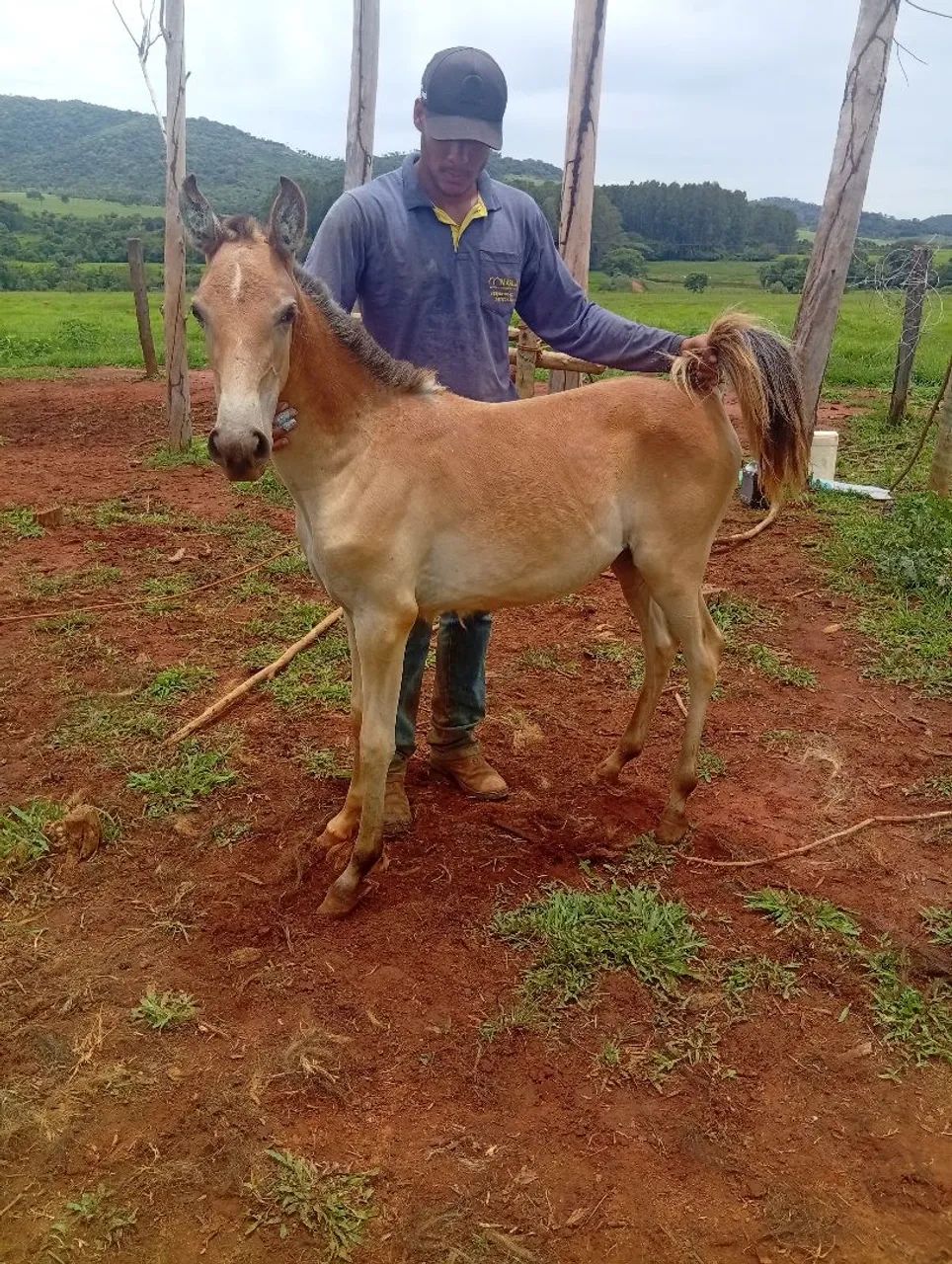 Potra favacho linda marchadeira