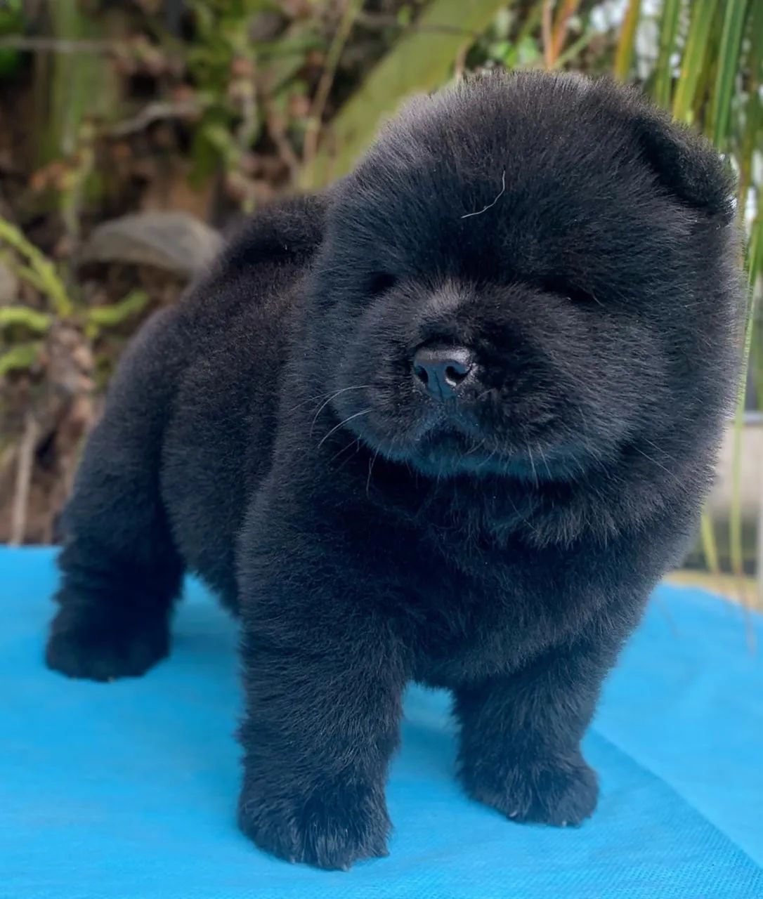 Filhotes de Chow Chow  - Foto 4