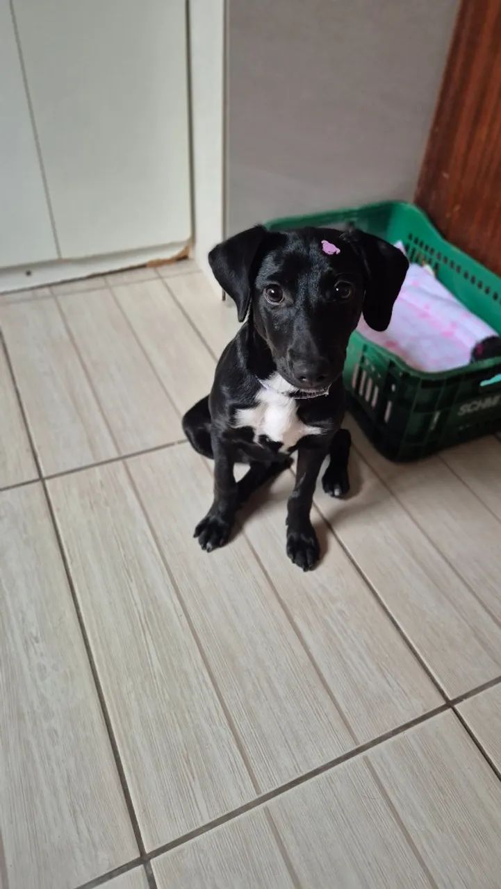 Adoção Responsável - Foto 4