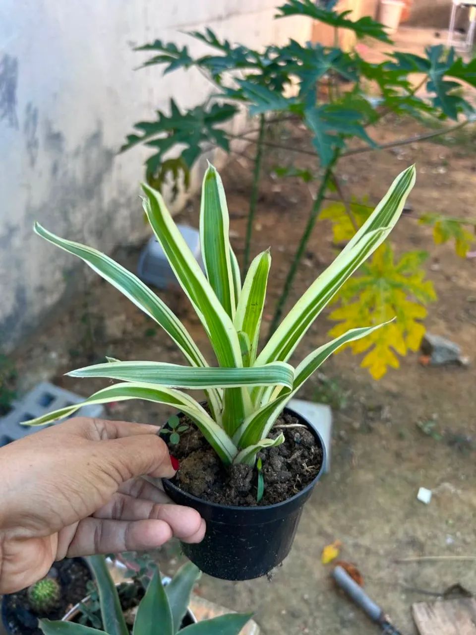 Plantas
