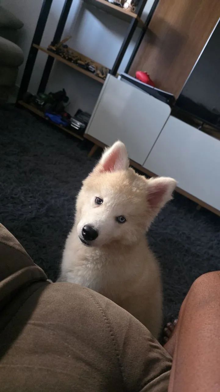 Casal de Husky Siberiano  - Foto 2