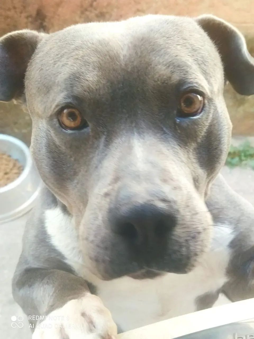 Vendo American Bully com pedigree 