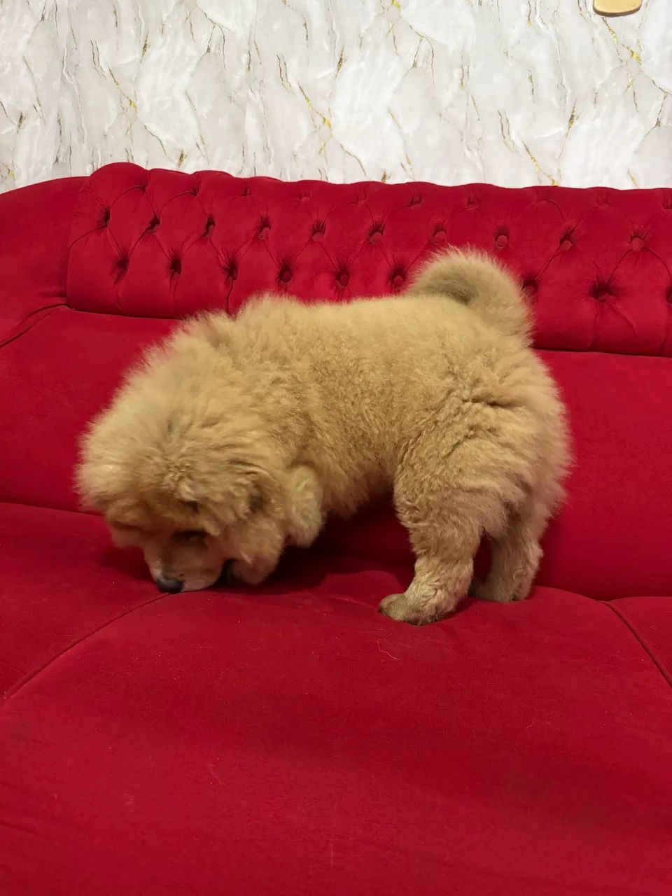 Chow Chow  - Foto 2