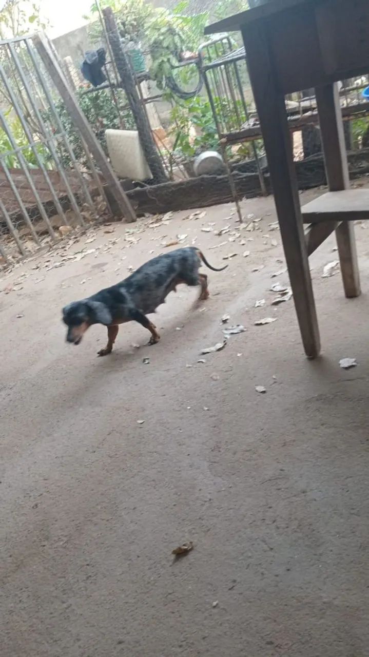 Cachorro Cofap Dachshund - Foto 5