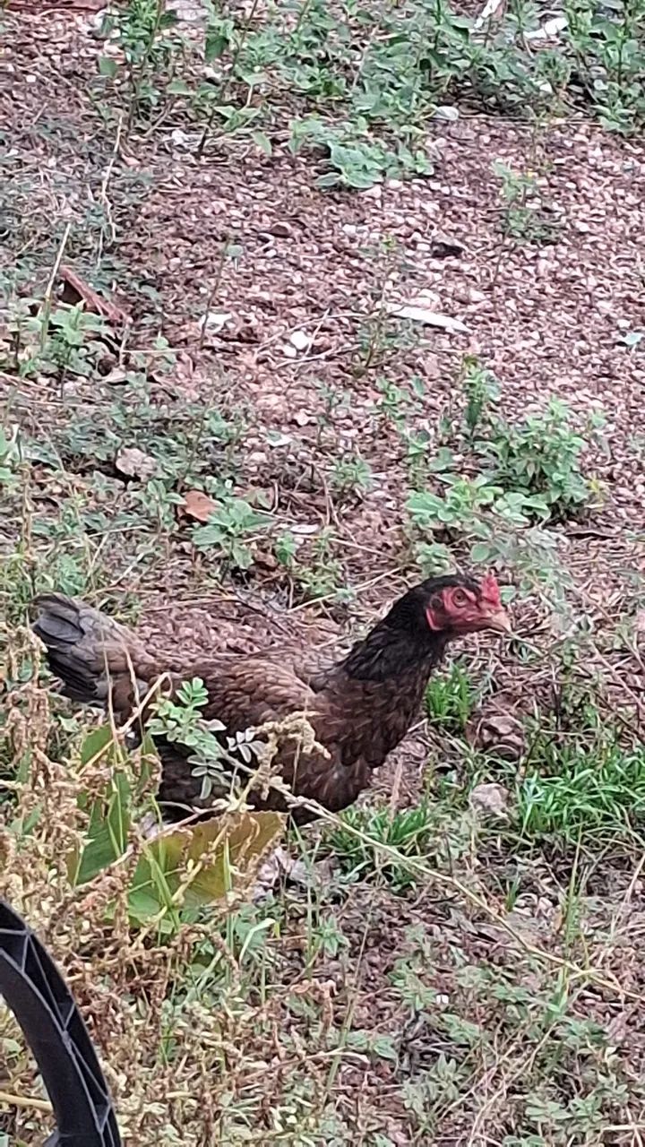 Galinha  - Foto 4