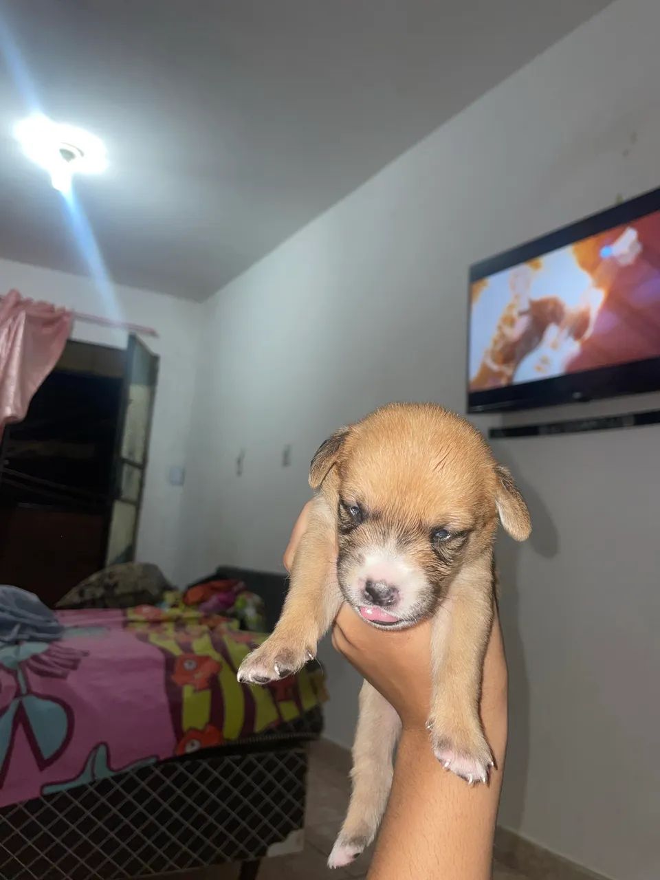 Cachorros - Foto 5
