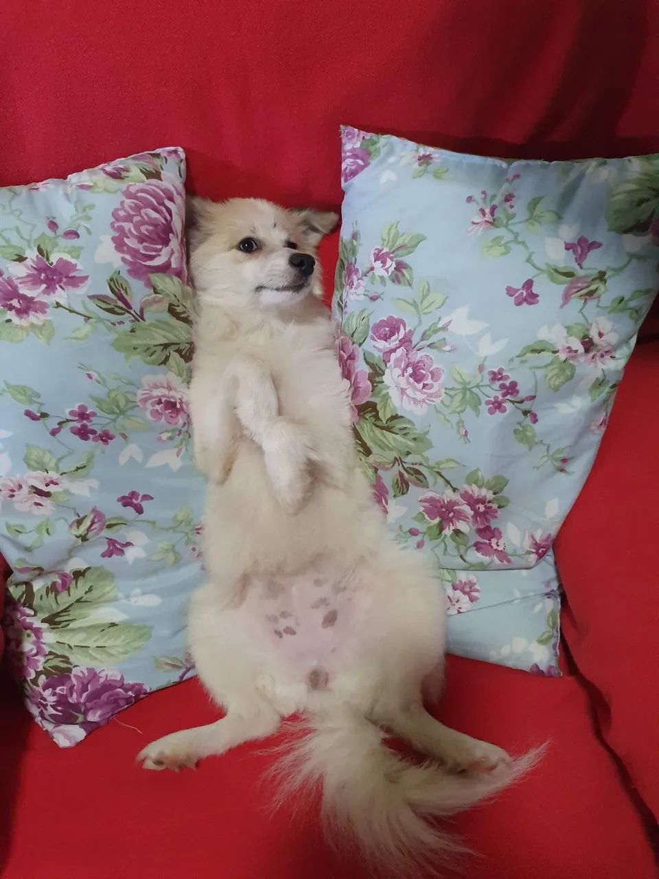 Animais  - Foto 2