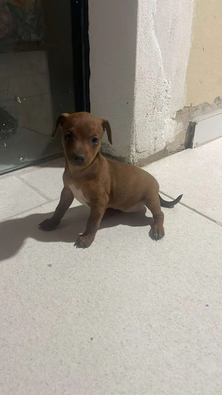 Filhote de Pinscher macho 