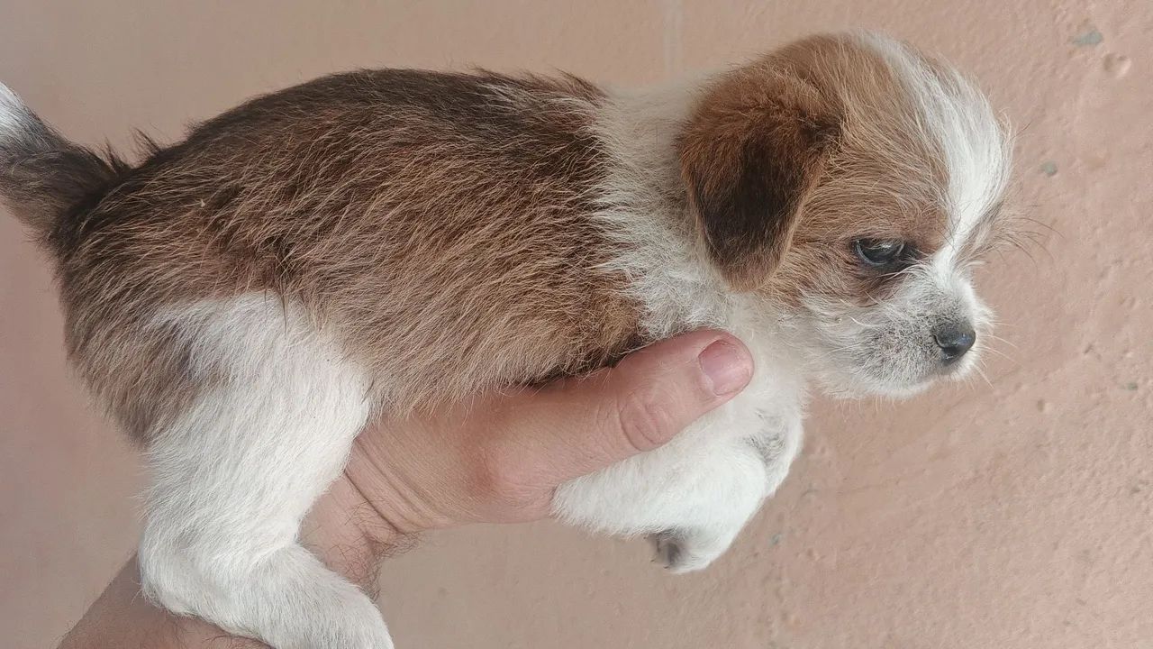 Vendo shitzu macho