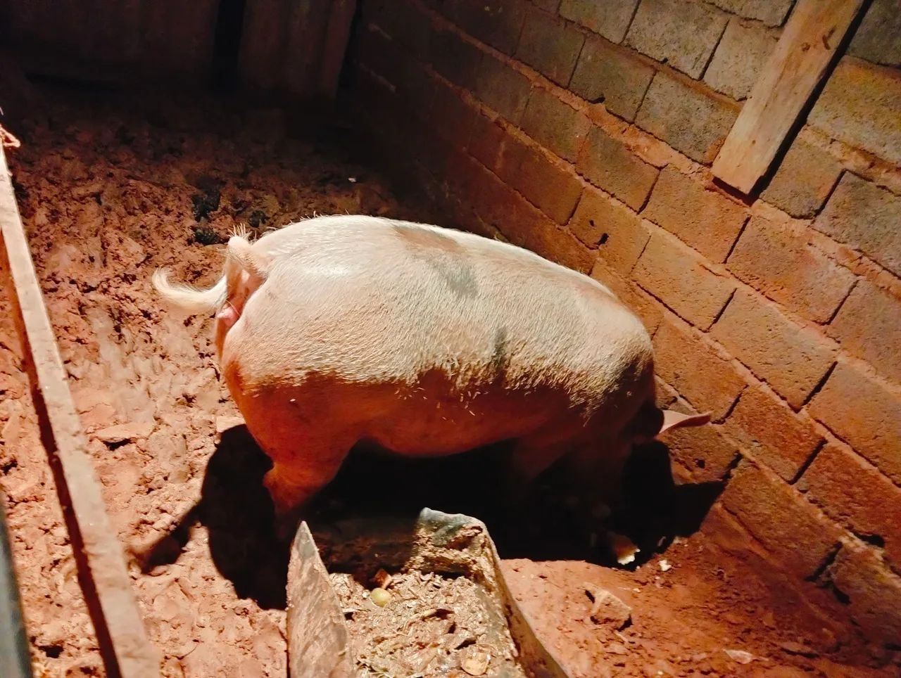 Porca