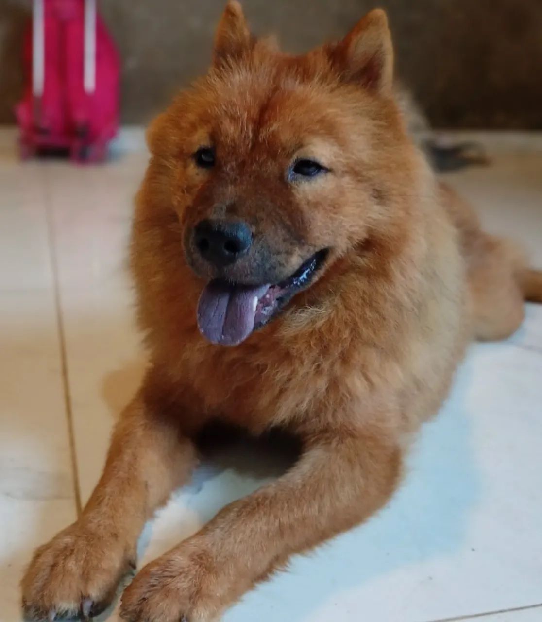 Cachorro  - Foto 2